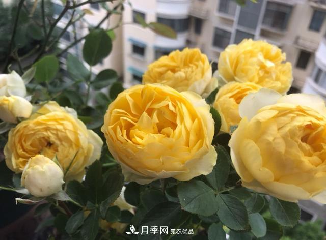 新手買月季花，避開這個(gè)坑，不然會吃虧(圖4)