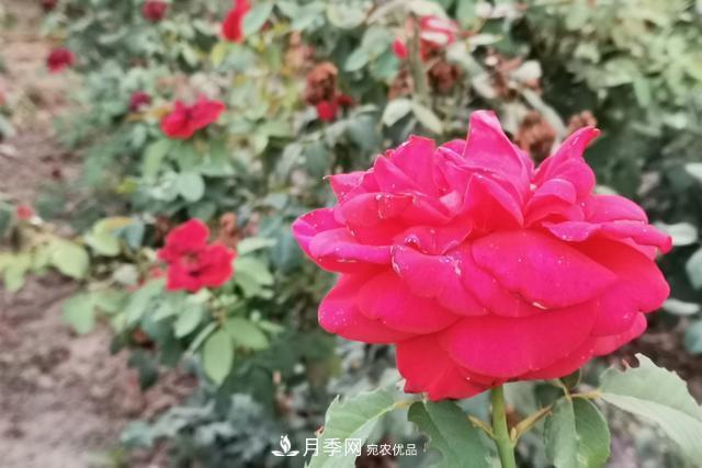 唐山惠豐湖這片月季花海太驚艷，太美了(圖2)