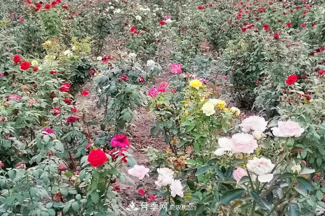 唐山惠豐湖這片月季花海太驚艷，太美了(圖4)