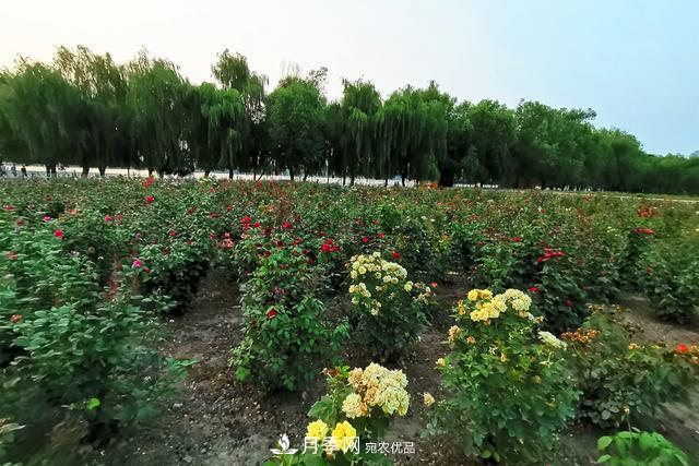 唐山惠豐湖這片月季花海太驚艷，太美了(圖5)