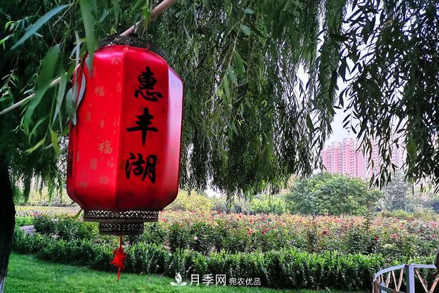 唐山惠豐湖這片月季花海太驚艷，太美了(圖7)