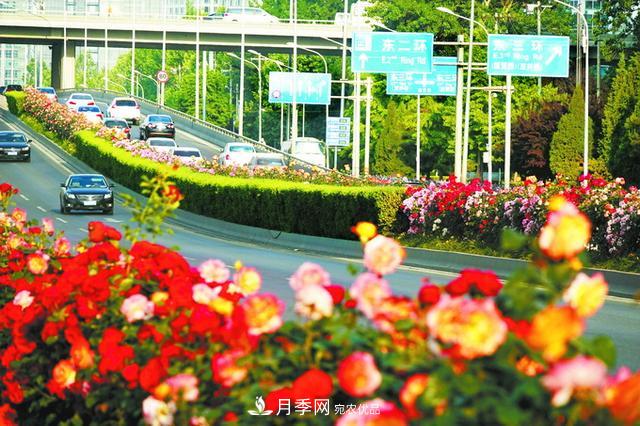 驚艷北京月季！250公里“月季項(xiàng)鏈”環(huán)繞京城(圖1)