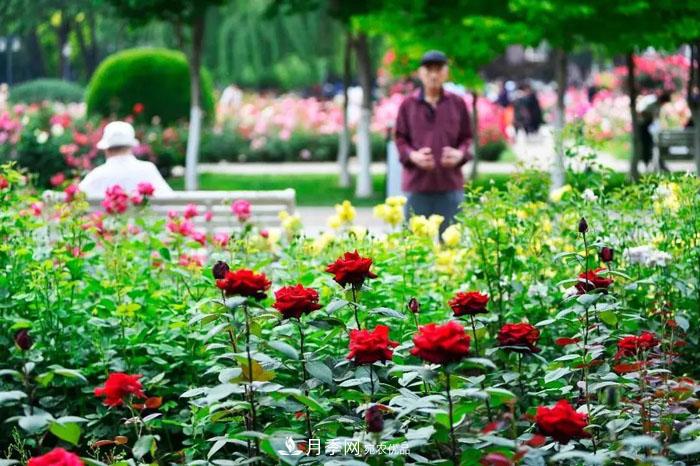 天津不愧是“月季之城”！天津月季美景刷爆朋友圈！(圖4)