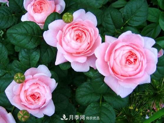 春季歐月月季育苗需要注意的什么？(圖1)