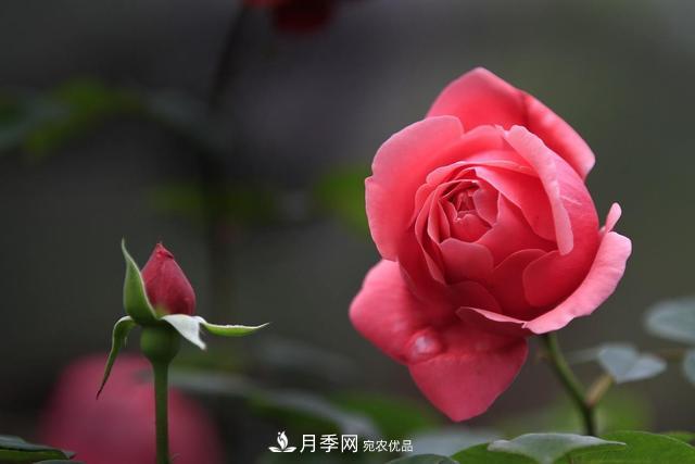 老齡月季更新如何修剪和保護芽？(圖1)