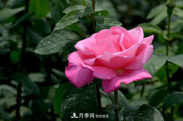 月季換盆知識干貨，快收藏(圖1)