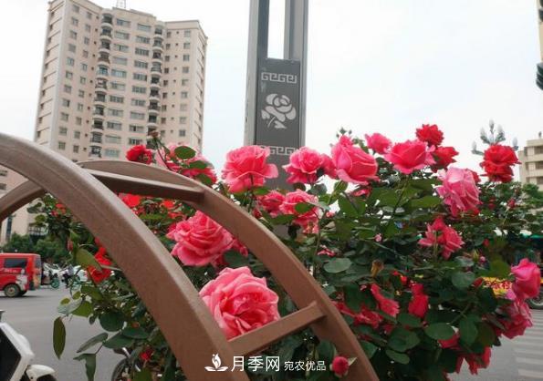 昆明將新增月季大道、櫻花大道，未來打卡地就在西山區(qū)(圖1)