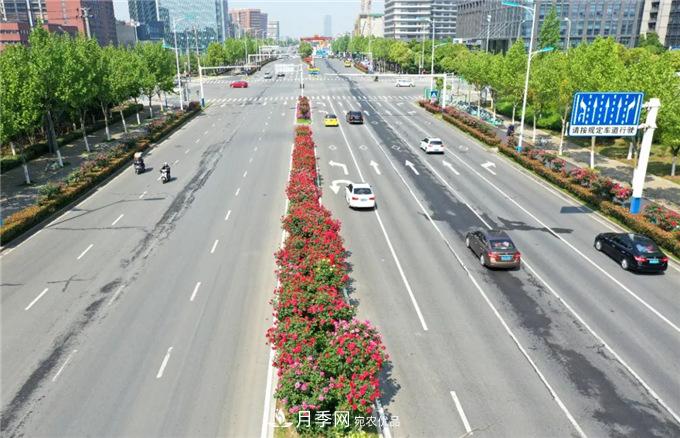 合肥高新區(qū)月季大道華麗亮相，你打卡了嗎？(圖1)