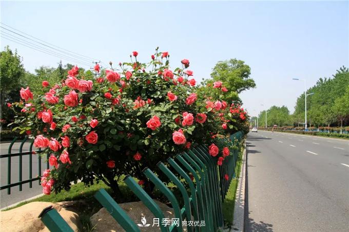 合肥高新區(qū)月季大道華麗亮相，你打卡了嗎？(圖3)