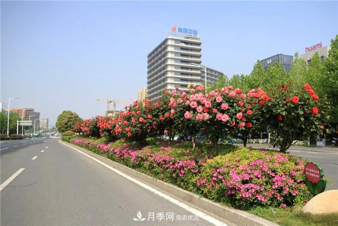 合肥高新區(qū)月季大道華麗亮相，你打卡了嗎？(圖2)