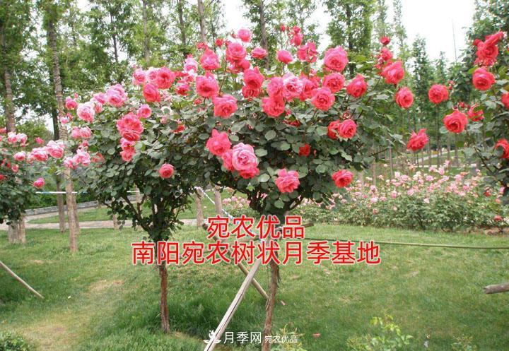 為什么樹狀月季開花少得可憐？注意五點(圖1)