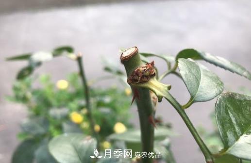 生長更強(qiáng)壯，月季打頂怎么做？(圖1)