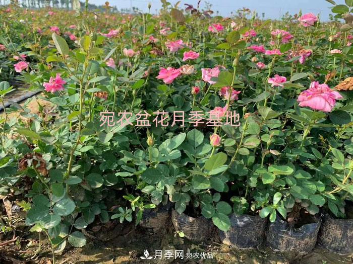 種植盆栽月季花用什么土好？(圖1)