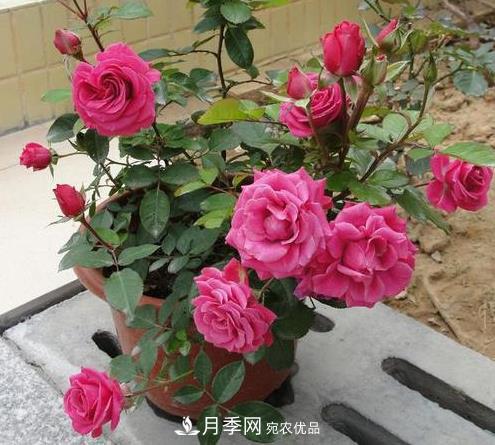 盆栽月季為什么越開越??？防治辦法有5點(圖1)