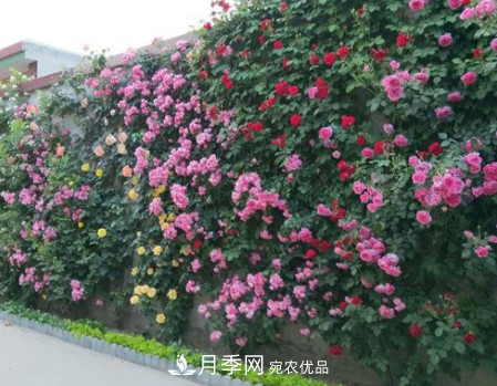 為什么藤本月季價格差別大？詳細給你講解分析(圖1)