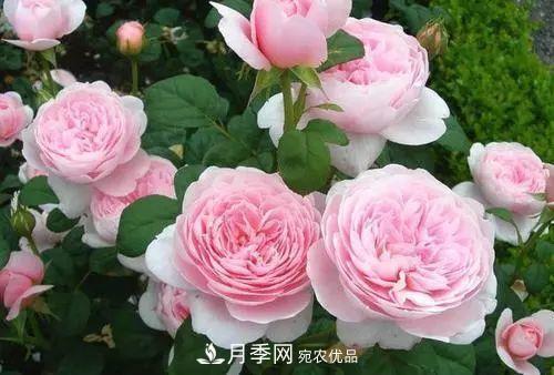 月季品種多，各種特性都不同，幾種典型好養(yǎng)的月季(圖2)