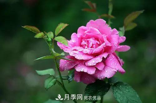 月季品種多，各種特性都不同，幾種典型好養(yǎng)的月季(圖1)