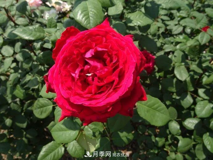 月季夫人蔣恩鈿，是她把月季花種到了人民大會堂(圖8)