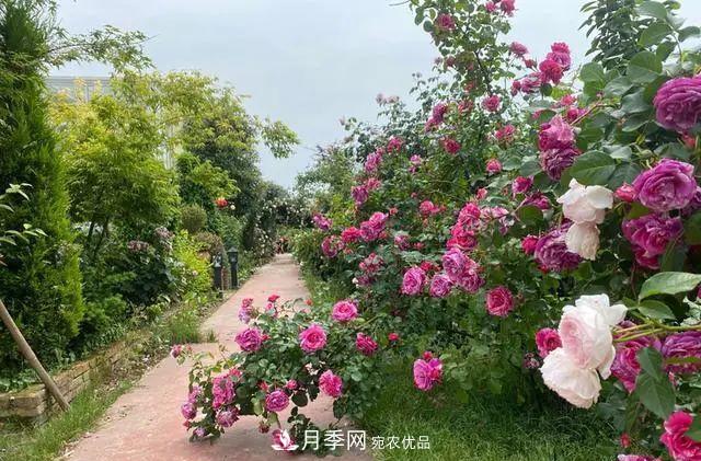 月季爆紅朋友圈！浙江這個80后男人擁有自己的夢幻花園(圖1)