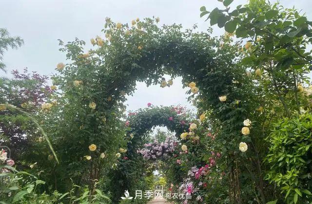 月季爆紅朋友圈！浙江這個80后男人擁有自己的夢幻花園(圖2)