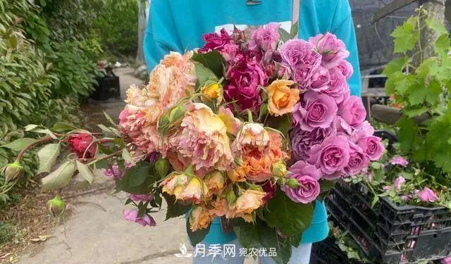 月季爆紅朋友圈！浙江這個80后男人擁有自己的夢幻花園(圖4)