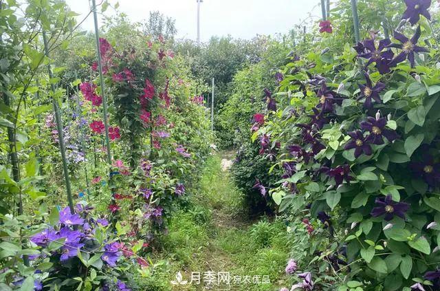 月季爆紅朋友圈！浙江這個80后男人擁有自己的夢幻花園(圖11)