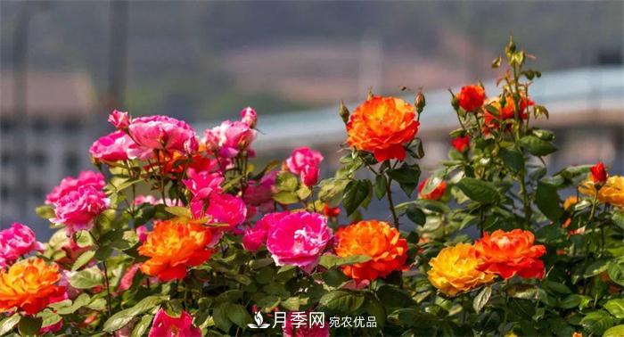 205萬(wàn)株月季全城盛放！貫穿杭州的“空中花廊”你走過(guò)嗎？(圖1)