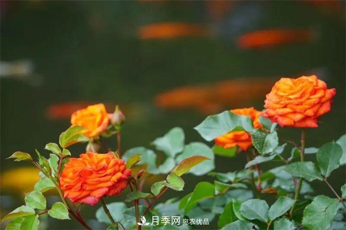 205萬(wàn)株月季全城盛放！貫穿杭州的“空中花廊”你走過(guò)嗎？(圖2)