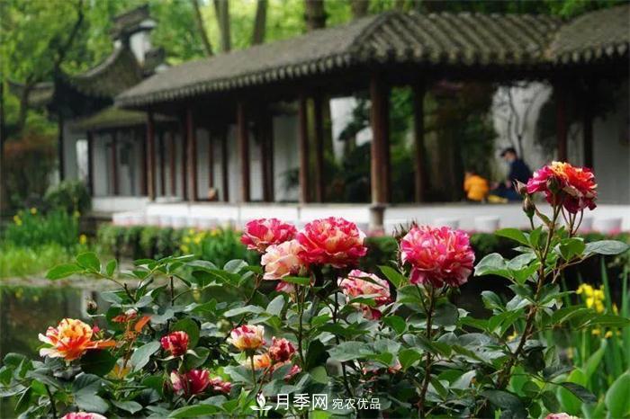205萬(wàn)株月季全城盛放！貫穿杭州的“空中花廊”你走過(guò)嗎？(圖3)
