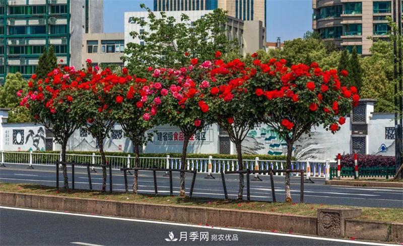 205萬(wàn)株月季全城盛放！貫穿杭州的“空中花廊”你走過(guò)嗎？(圖5)