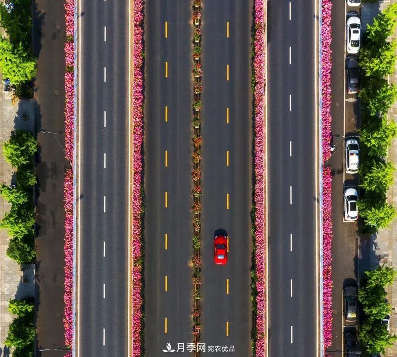 205萬(wàn)株月季全城盛放！貫穿杭州的“空中花廊”你走過(guò)嗎？(圖6)