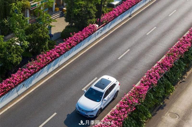 205萬(wàn)株月季全城盛放！貫穿杭州的“空中花廊”你走過(guò)嗎？(圖8)
