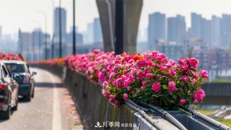 205萬(wàn)株月季全城盛放！貫穿杭州的“空中花廊”你走過(guò)嗎？(圖7)