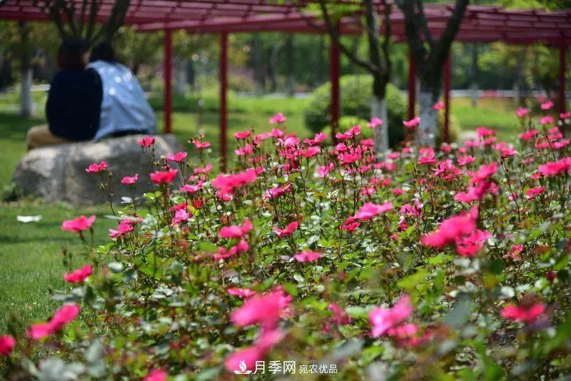 205萬(wàn)株月季全城盛放！貫穿杭州的“空中花廊”你走過(guò)嗎？(圖10)