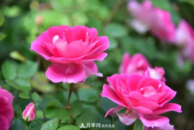 205萬(wàn)株月季全城盛放！貫穿杭州的“空中花廊”你走過(guò)嗎？(圖11)