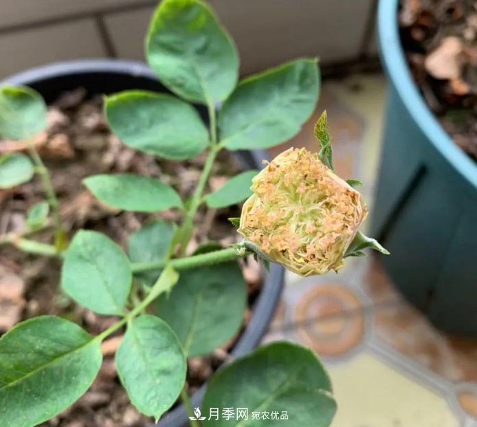 夏天月季需要遮陰嗎？(圖1)