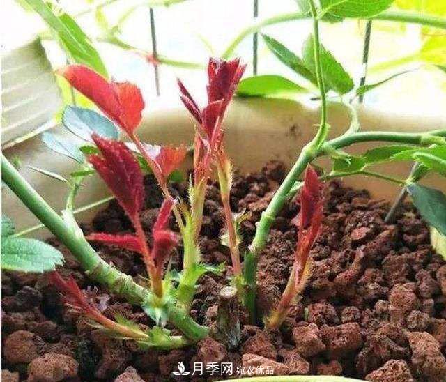 如何讓月季新芽多？4招“促芽”方法，秋天再來一大波(圖2)