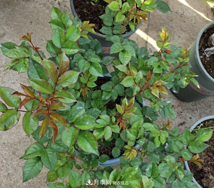 如何讓月季新芽多？4招“促芽”方法，秋天再來一大波(圖3)
