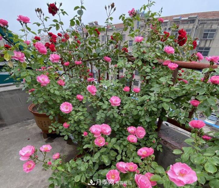 如何讓月季新芽多？4招“促芽”方法，秋天再來一大波(圖4)