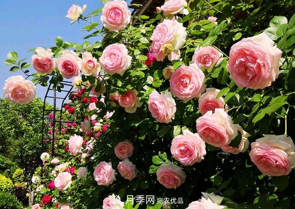 花中皇后，月季花有什么功效與作用？(圖1)