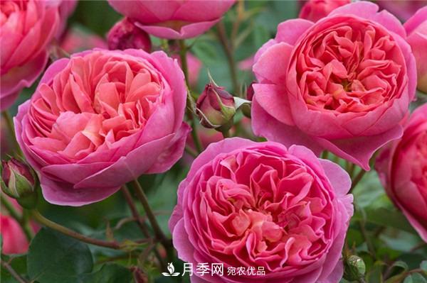 花中皇后，月季花有什么功效與作用？(圖2)