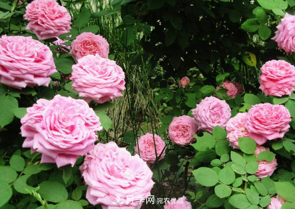花中皇后，月季花有什么功效與作用？(圖3)