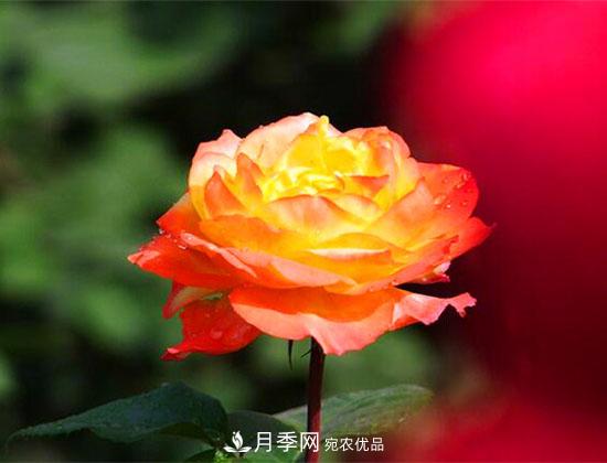藤本月季有哪些好品種？我推薦這5個品種(圖4)
