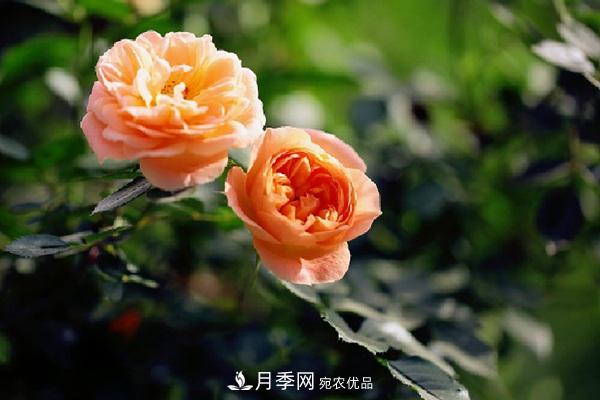 藤本月季有哪些好品種？我推薦這5個品種(圖2)