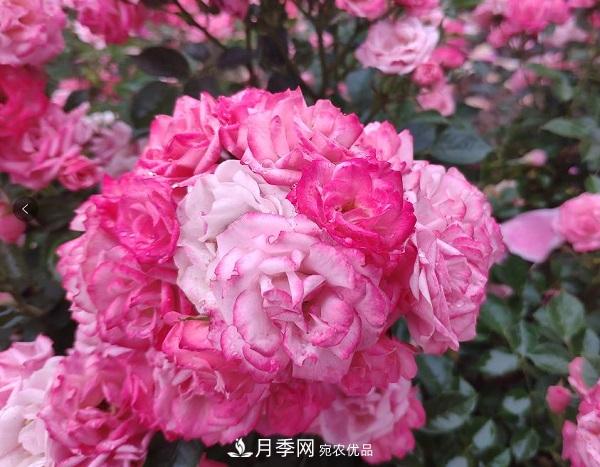 月季“拍了拍”你，關(guān)于月季的歷史文化，你知道多少？(圖1)