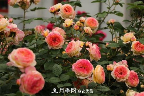 月季十死九個澇，月季澆水詳細(xì)教程在這里！(圖2)