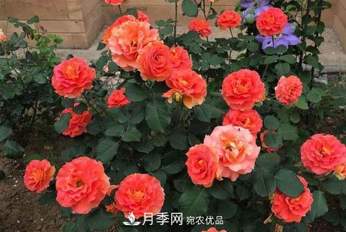 月季十死九個澇，月季澆水詳細(xì)教程在這里！(圖1)