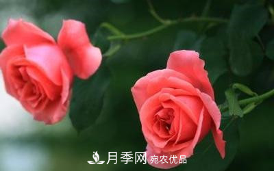 玫瑰和月季哪個好養(yǎng)？(圖3)