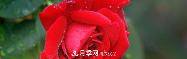 玫瑰和月季哪個好養(yǎng)？(圖1)