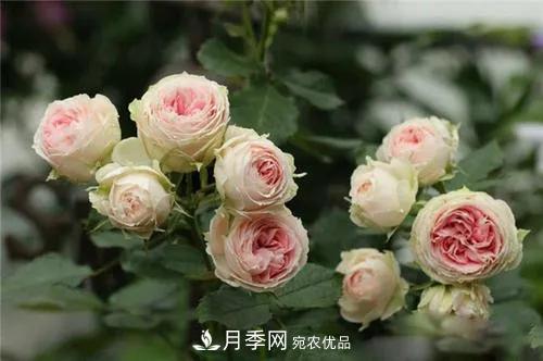 德國科德斯，這家月季育種公司是抗病月季品種制造機(jī)(圖5)